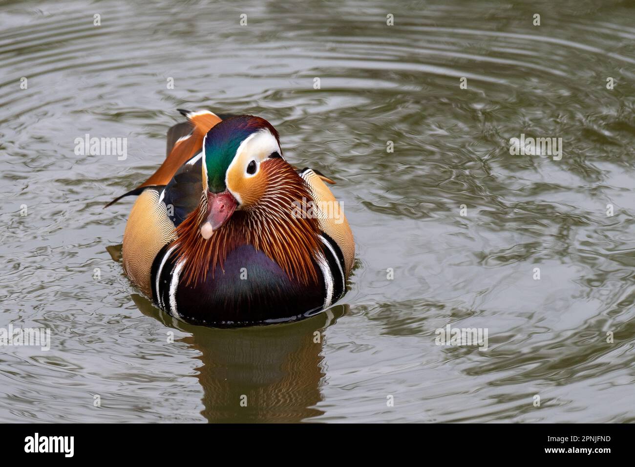 Maidenhead, Berkshire, Großbritannien. 19. April 2023. Ein farbenfroher männlicher Mandarin-Ente auf Ray Mill Island an der Themse in Maidenhead, Berkshire. Kredit: Maureen McLean/Alamy Live News Stockfoto