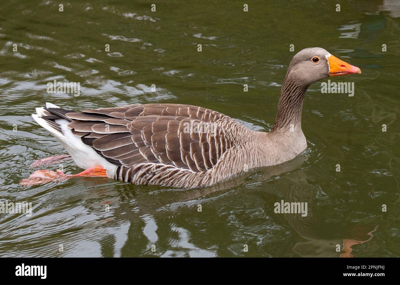 Maidenhead, Berkshire, Großbritannien. 19. April 2023. Eine Greylag-Gans auf Ray Mill Island an der Themse in Maidenhead, Berkshire. Kredit: Maureen McLean/Alamy Live News Stockfoto