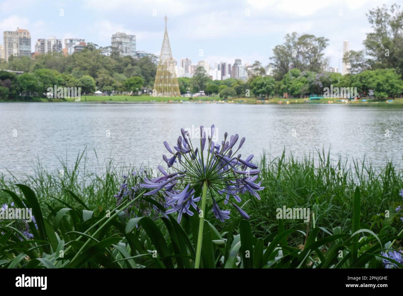 Nahaufnahme der violetten blume amaryllidaceae mit isoliertem ibirapuera Park See in Sao Paulo. Selektivfokus der violetten Blume. Offener Raum. Stockfoto