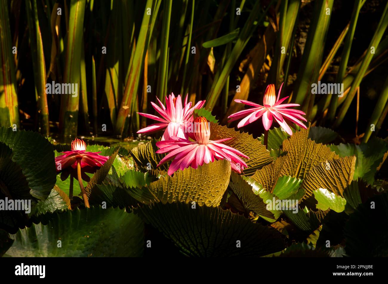 Rosa Seerosenblüte, Bunga Teratai, Nymphaea Rubra (Pubescens) Stockfoto