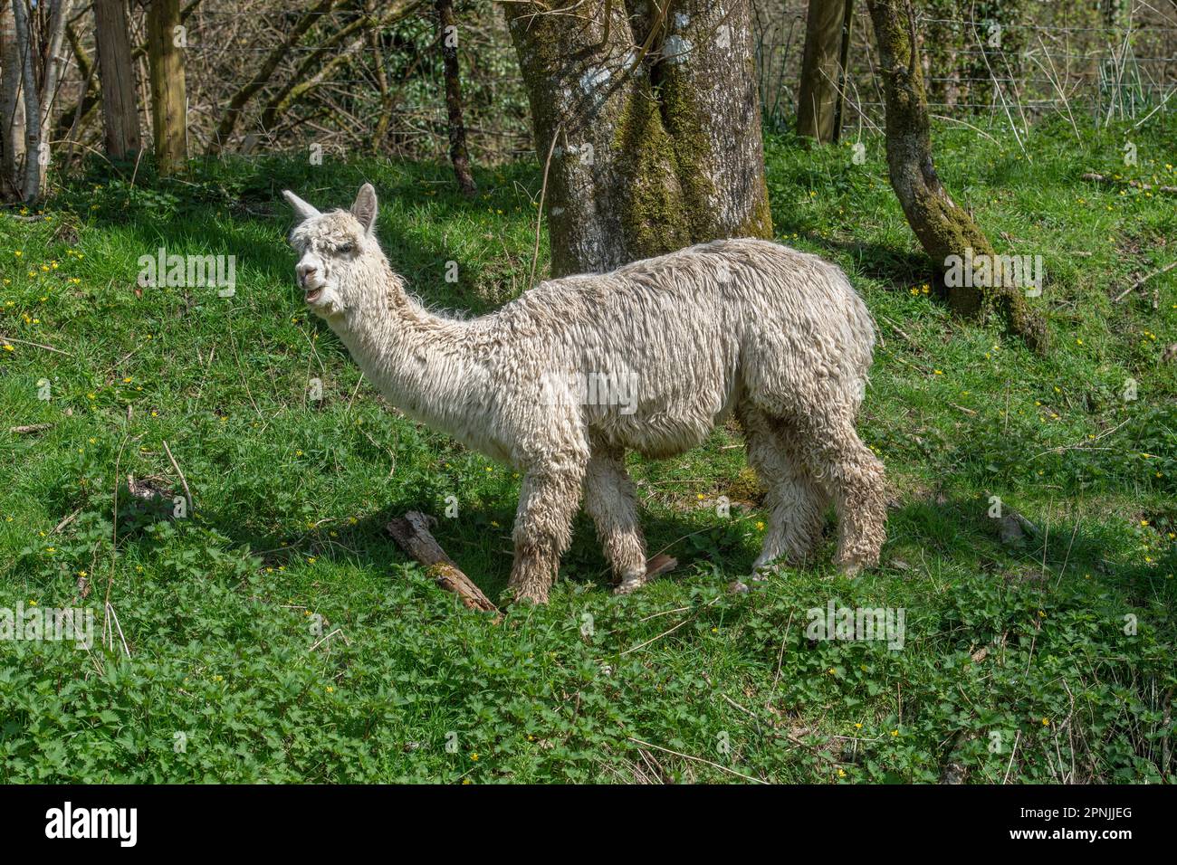 Alpaca, Vicugna pacos, Stockfoto