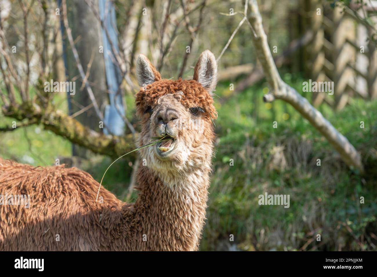 Alpaca, Vicugna pacos, Stockfoto