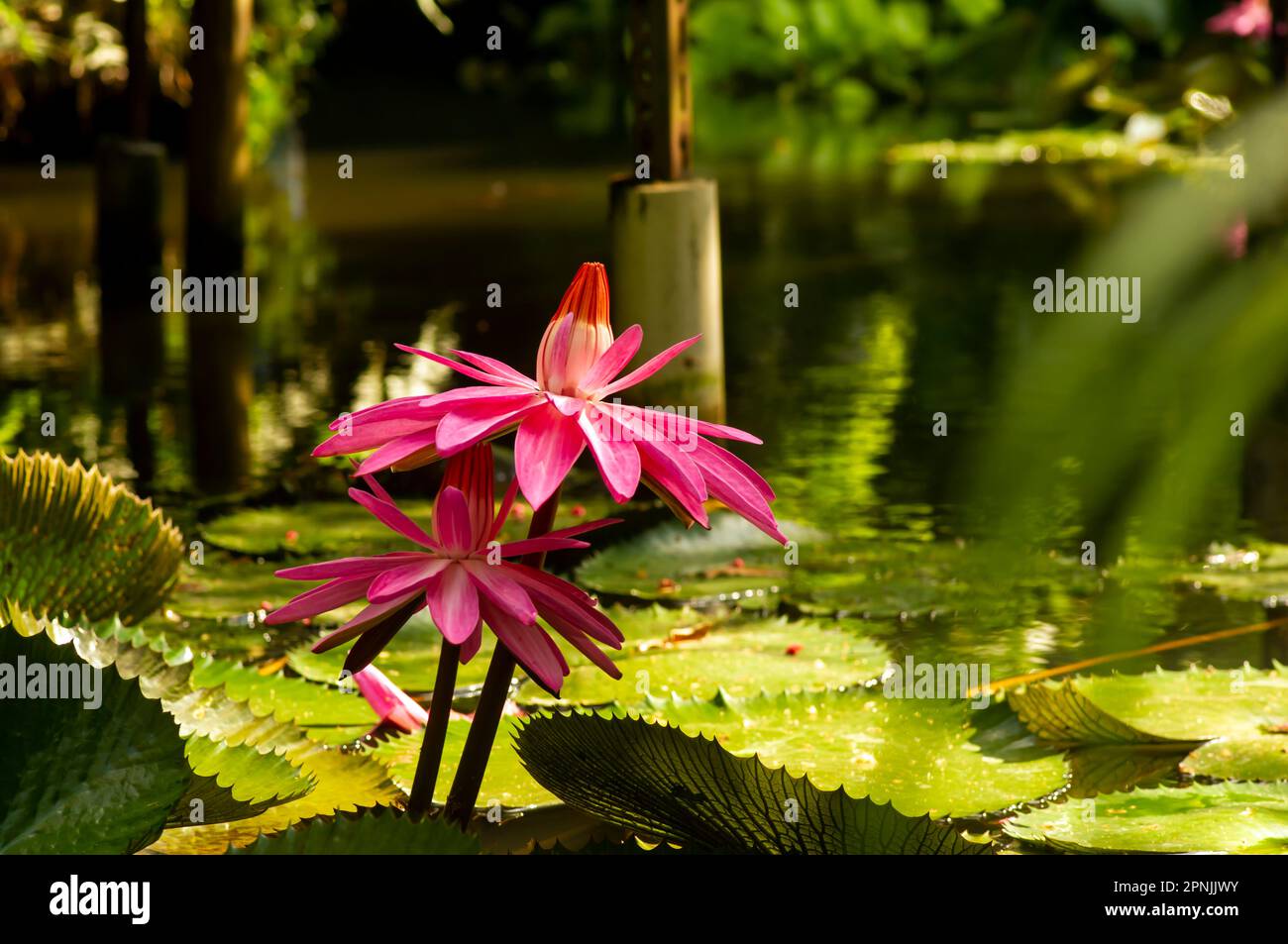 Rosa Seerosenblüte, Bunga Teratai, Nymphaea Rubra (Pubescens) Stockfoto