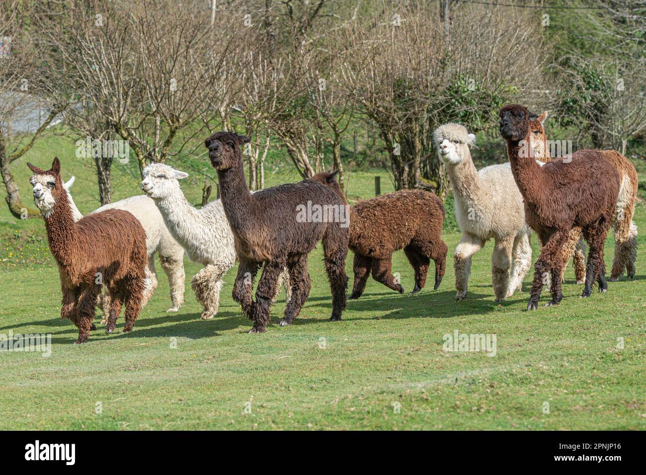 Alpakas, Vicugna pacos, Stockfoto