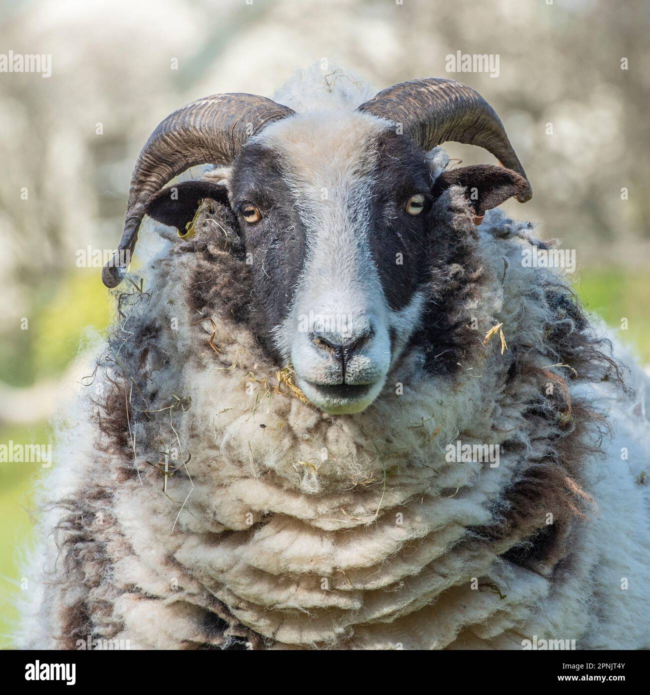 Jakob-Schaf Stockfoto