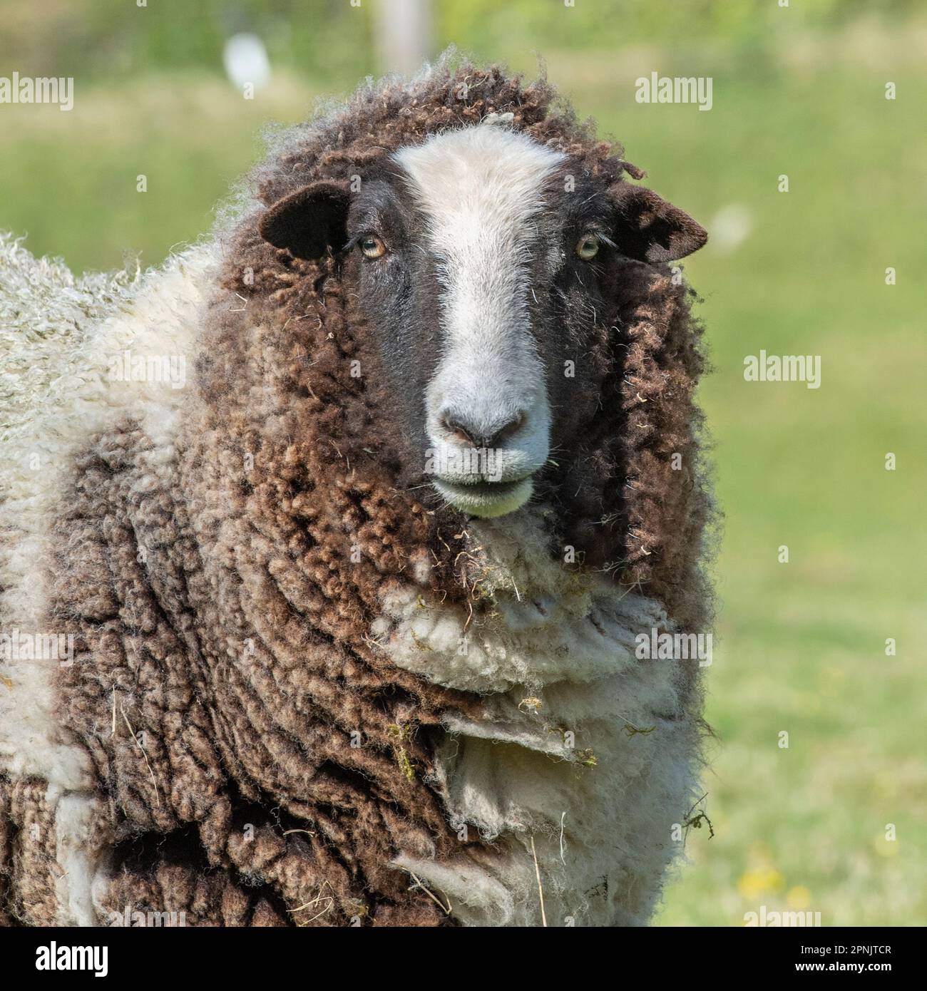 Jakob-Schaf Stockfoto