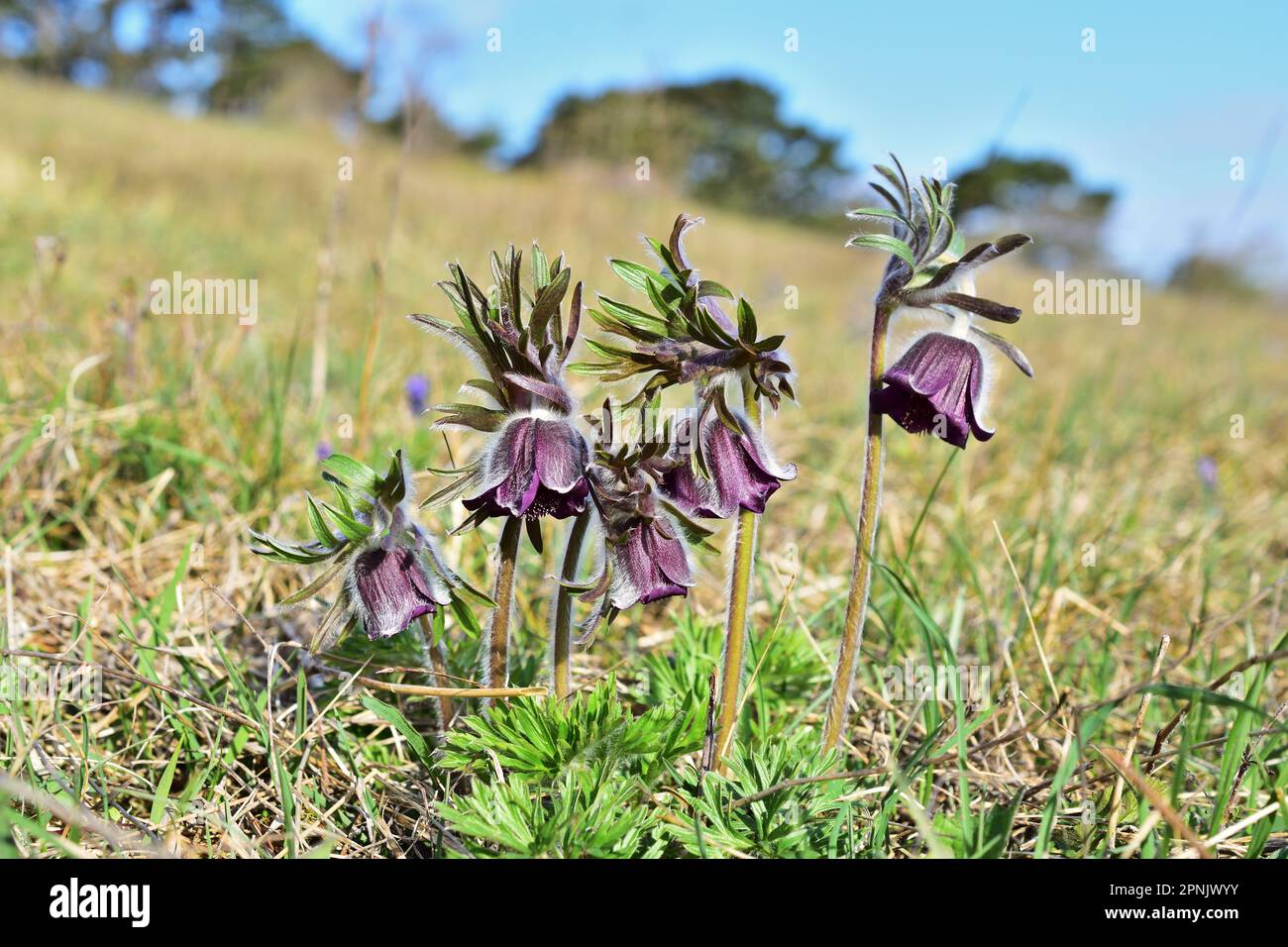 Pulsatilla pratensis, die kleine Pasqueblume Stockfoto