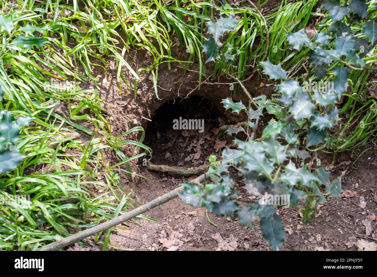 Maidenhead, Großbritannien. 19. April 2023. Wildtiere im Maidenhead Golf Club in den Wäldern. Cala Homes plant den Bau von 1.800 Häusern im Maidenhead Golf Club (abgebildet) im Wahlkreis Theresa May MP in Berkshire, wenn ihr Mietvertrag 2025 ausläuft. Das ist trotz der Tatsache, dass Lord Desborough dem Volk von Maidenhead das Land gegeben hat. Der Maidenhead Golf Club hat bei seinem Angebot, den John Lewis Partnership Golf Club in Winter Hill in Cookham zu kaufen, versagt. Der bevorzugte Bieter ist Safegolf Ltd Gestern Abend hielten Einheimische eine Nachtwache vor dem Maidenhead Town Hall ab, um den Verlust von 200 zu betrauern Stockfoto