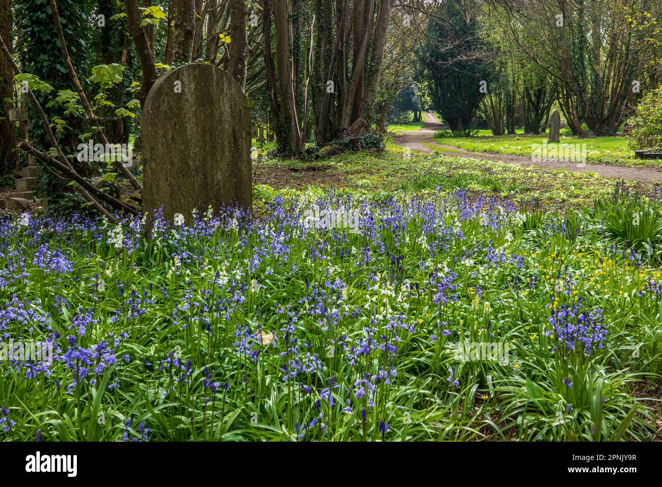 Tomestone auf einem Bluebell-Waldfriedhof. Begriff von Tod, Jahreszeiten, Zeit, Einsamkeit oder friedlichem Ort. Stockfoto