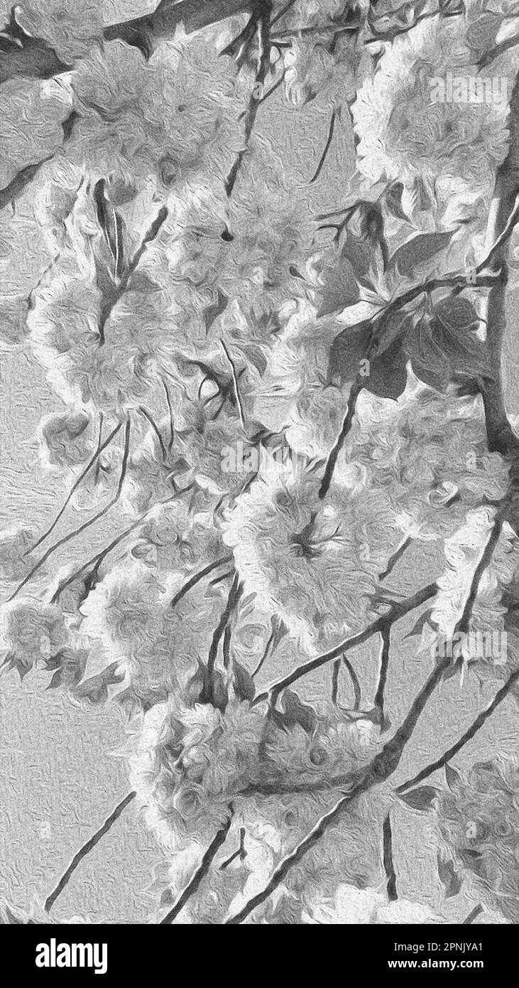 Zweig mit Kirschblüten in Schwarz-Weiß, stilisierte Fotokunstwerke mit Wirkung einer Ölbürste Stockfoto