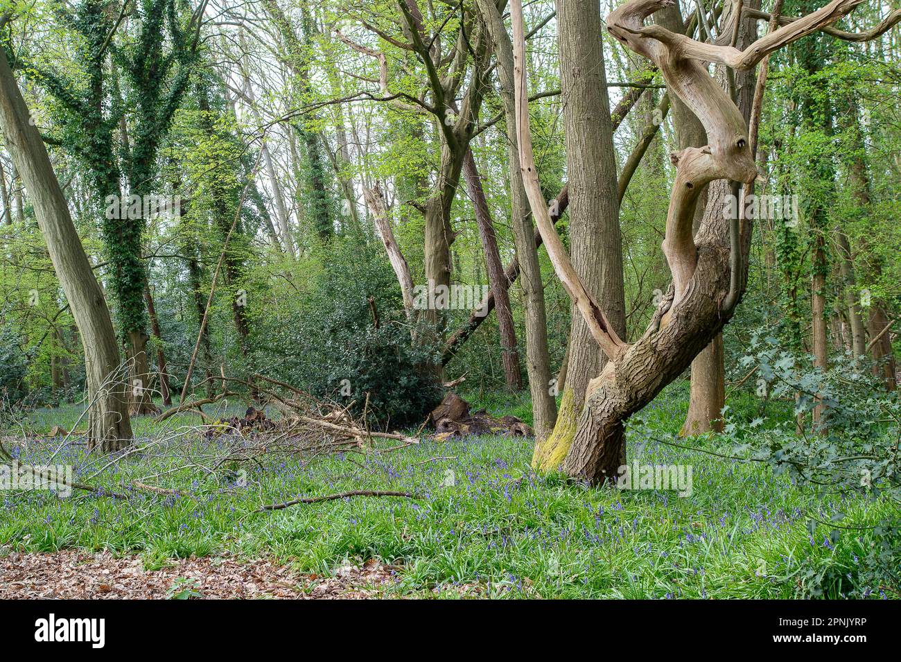 Maidenhead, Großbritannien. 19. April 2023. Bluebells in den Wäldern im Maidenhead Golf Club. Cala Homes plant den Bau von 1.800 Häusern im Maidenhead Golf Club (abgebildet) im Wahlkreis Theresa May MP in Berkshire, wenn ihr Mietvertrag 2025 ausläuft. Das ist trotz der Tatsache, dass Lord Desborough dem Volk von Maidenhead das Land gegeben hat. Der Maidenhead Golf Club hat bei seinem Angebot, den John Lewis Partnership Golf Club in Winter Hill in Cookham zu kaufen, versagt. Der bevorzugte Bieter ist Safegolf Ltd Gestern Abend hielten Einheimische eine Nachtwache vor dem Rathaus von Maidenhead ab, um den Verlust von 200 Hektar Land zu betrauern Stockfoto