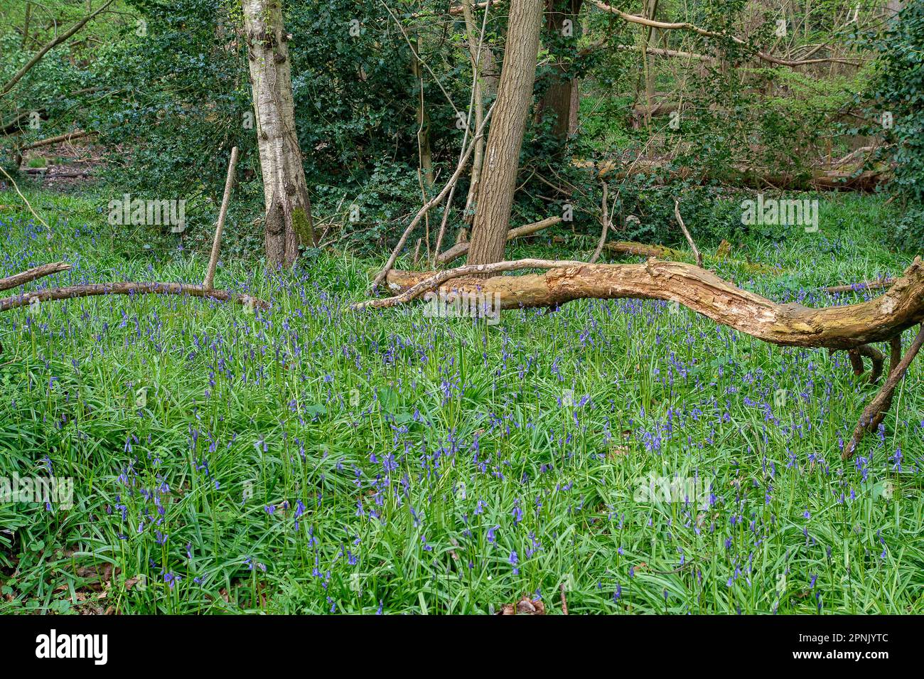 Maidenhead, Großbritannien. 19. April 2023. Bluebells in den Wäldern im Maidenhead Golf Club. Cala Homes plant den Bau von 1.800 Häusern im Maidenhead Golf Club (abgebildet) im Wahlkreis Theresa May MP in Berkshire, wenn ihr Mietvertrag 2025 ausläuft. Das ist trotz der Tatsache, dass Lord Desborough dem Volk von Maidenhead das Land gegeben hat. Der Maidenhead Golf Club hat bei seinem Angebot, den John Lewis Partnership Golf Club in Winter Hill in Cookham zu kaufen, versagt. Der bevorzugte Bieter ist Safegolf Ltd Gestern Abend hielten Einheimische eine Nachtwache vor dem Rathaus von Maidenhead ab, um den Verlust von 200 Hektar Land zu betrauern Stockfoto