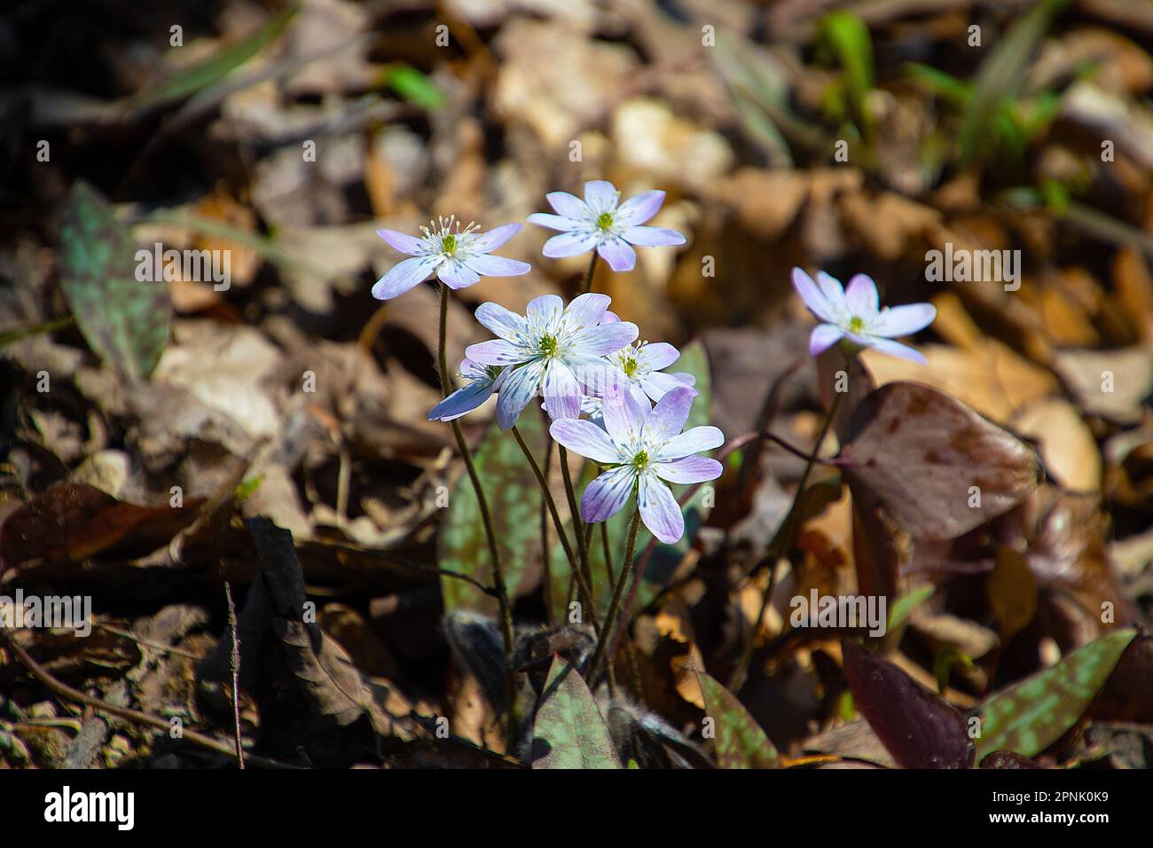 Blühende Hepatica-Wildblumen im Michigan-Frühlingswald Stockfoto