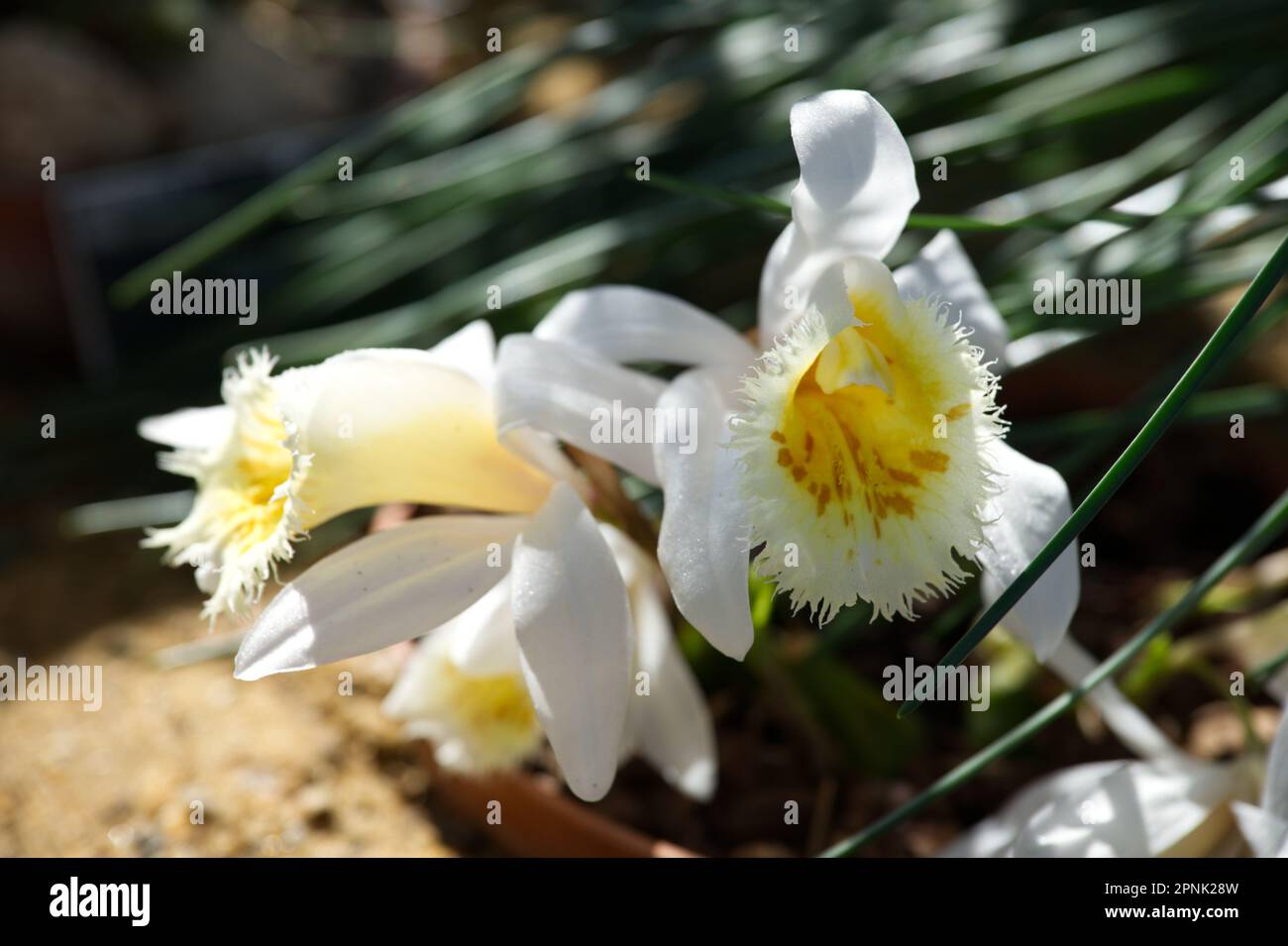 Weiße und gelbe Frühlingsblumen der harten Orchidee Pleione grandiflora, x pleione pleionoides UK-Gewächshaus April Stockfoto