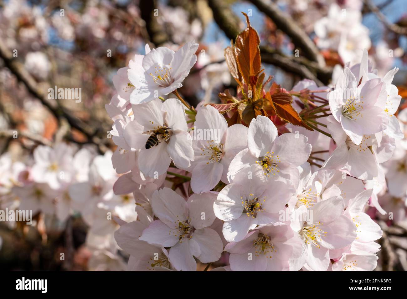 Nahaufnahme einer Biene, die Nektar von rosa Blumen auf einem Kirschbaum sammelt Stockfoto