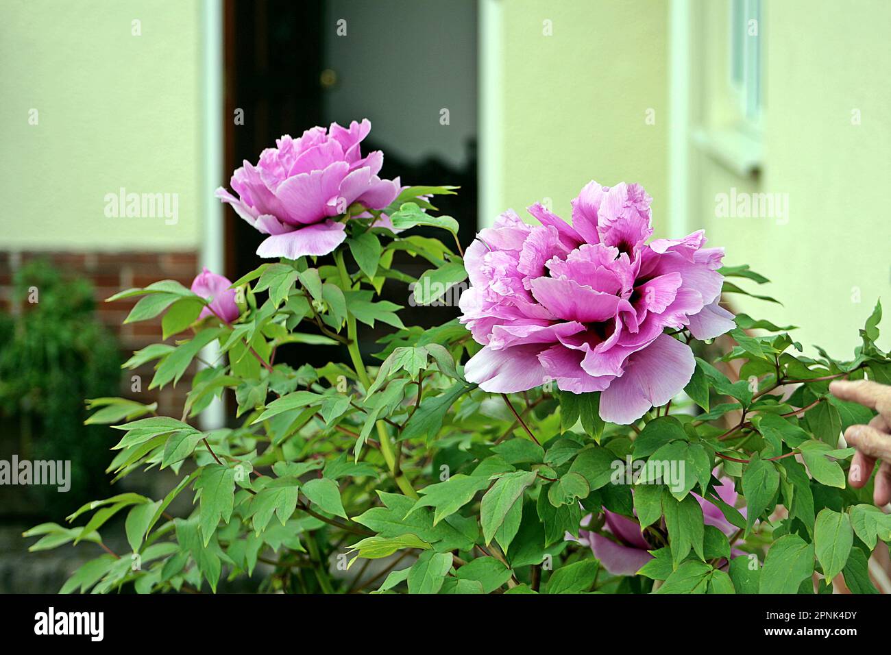 Gruppe von hellrosa Doppelpfingstrosen oder Päonien (Gattung Paeonia) mit einer gelben Wand im Hintergrund Stockfoto