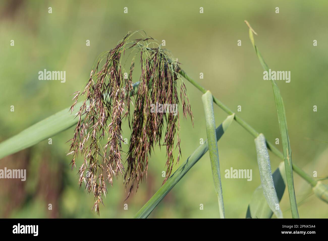 Ein Rotschildkopf (Phragmites australis), isoliert auf einem natürlichen grünen Hintergrund Stockfoto