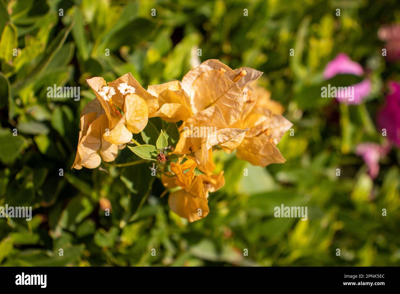 Orangefarbene Bougainvillea-Blüten mit grünen Blättern im Hintergrund Stockfoto