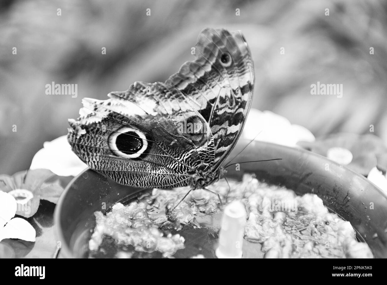 Braun Pfau Schmetterling Sommer geflügelte Insekt sitzt in Schüssel auf verschwommenem Natur natürlichen Hintergrund Stockfoto
