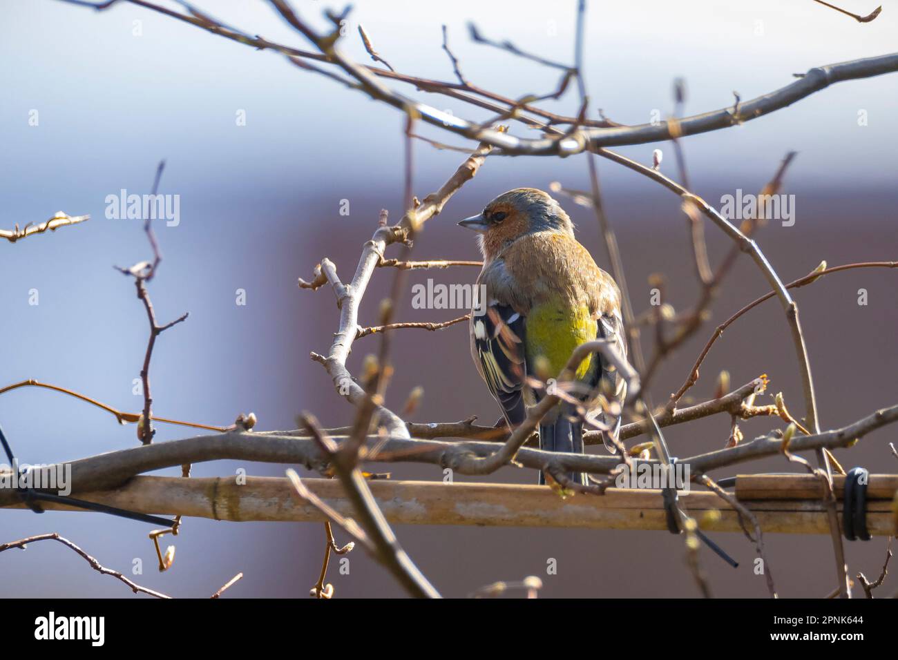 Nahaufnahme eines männlichen Buchfinkens, Fringilla coelebs, singend auf einem Baum in einem grünen Wald. Stockfoto