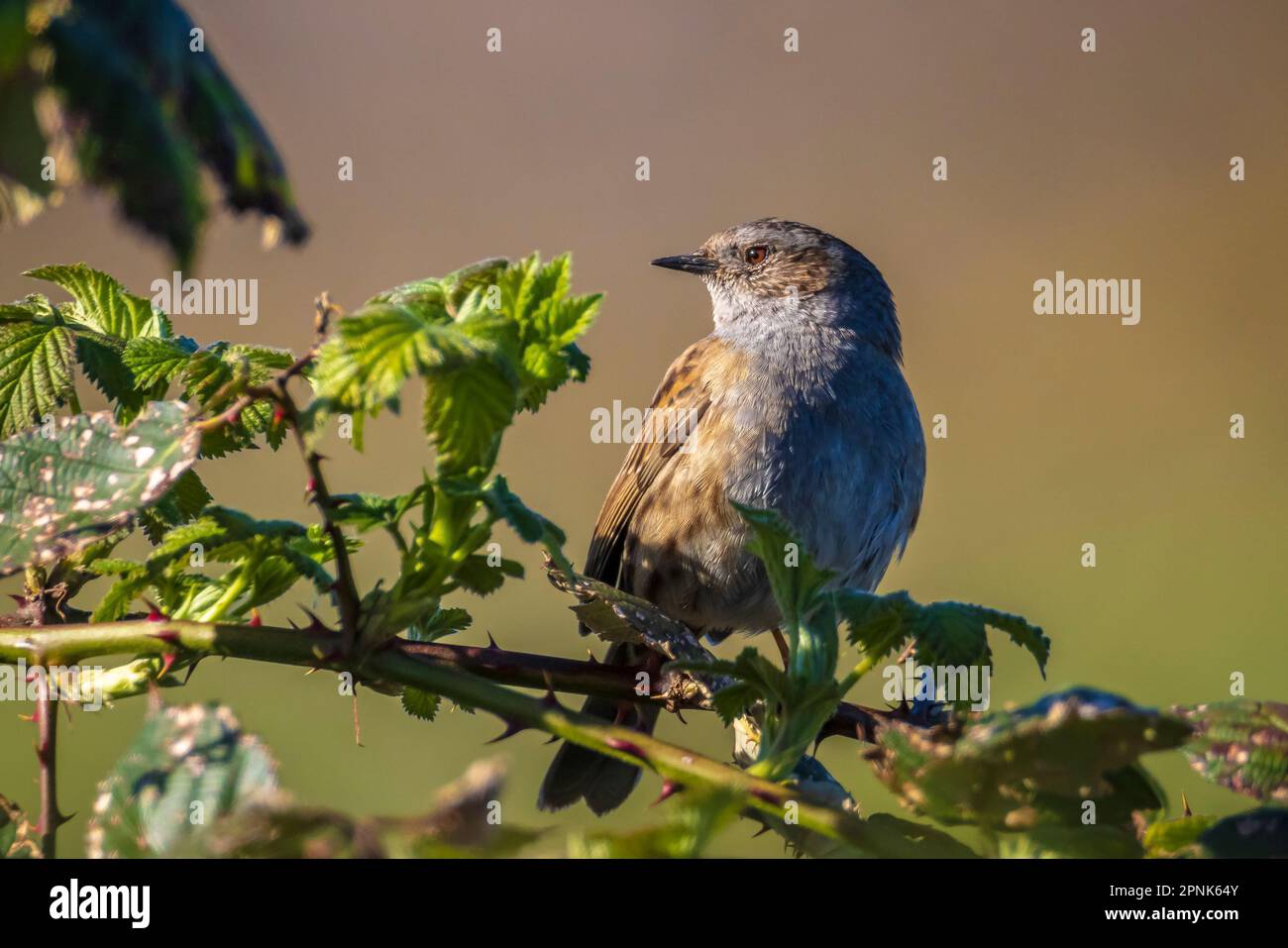 Nahaufnahme eines Dunnock, Prunella modularis, männlicher Vogel in einem Baum und Singen eines frühen Morgenliedes während des Frühlings, um eine Frau anzuziehen. Stockfoto