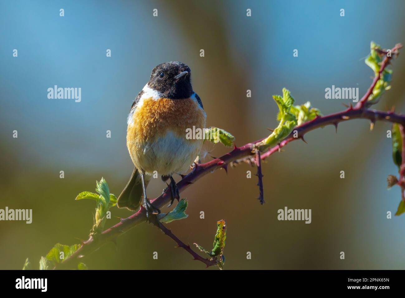 Stonechat, Saxicola rubicola, männlicher Vogel, der in der Morgensonne singt Stockfoto