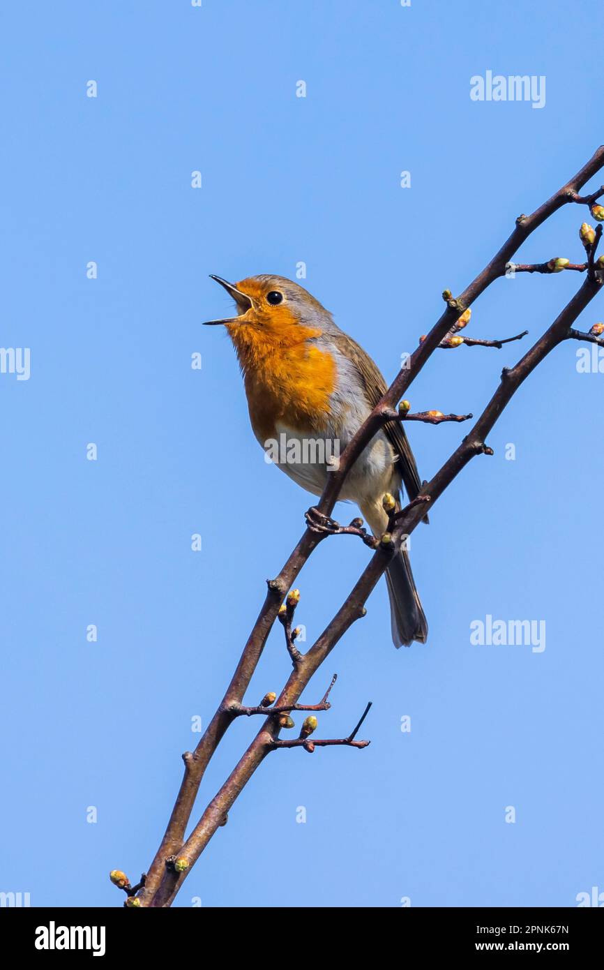 Europäischer Robin Erithacus rubecula singt in der Paarungszeit im Springreiten Sonnenlicht in Sonnenstrahlen. Stockfoto