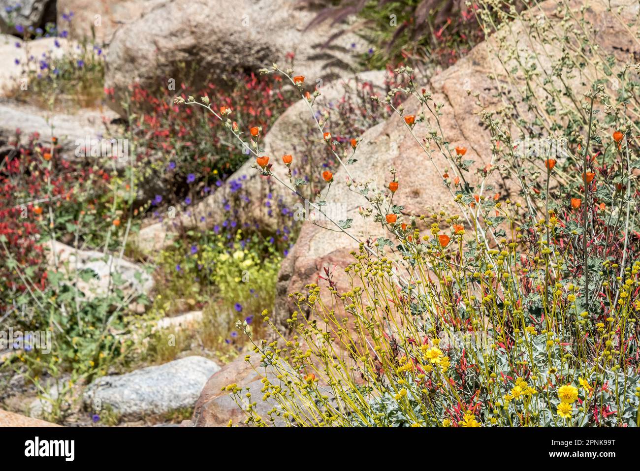 Im Anza Borrego Desert State Park während eines Frühlings voller Blüten blühen verschiedene Arten von Wildblumenarten mit orangefarbenen, roten, gelben und blauen Blumen. Stockfoto