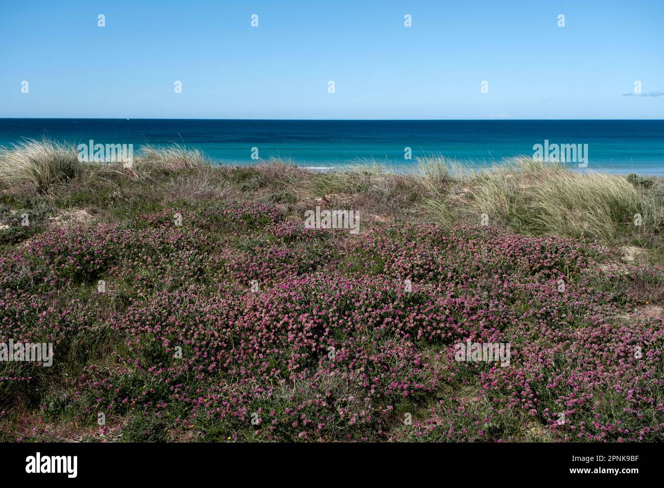 Niere Wiege (Anthyllis Vulnerability) rosa Blumen in den Dünen Eines Lanzada Beach, Pontevedra, Spanien Stockfoto