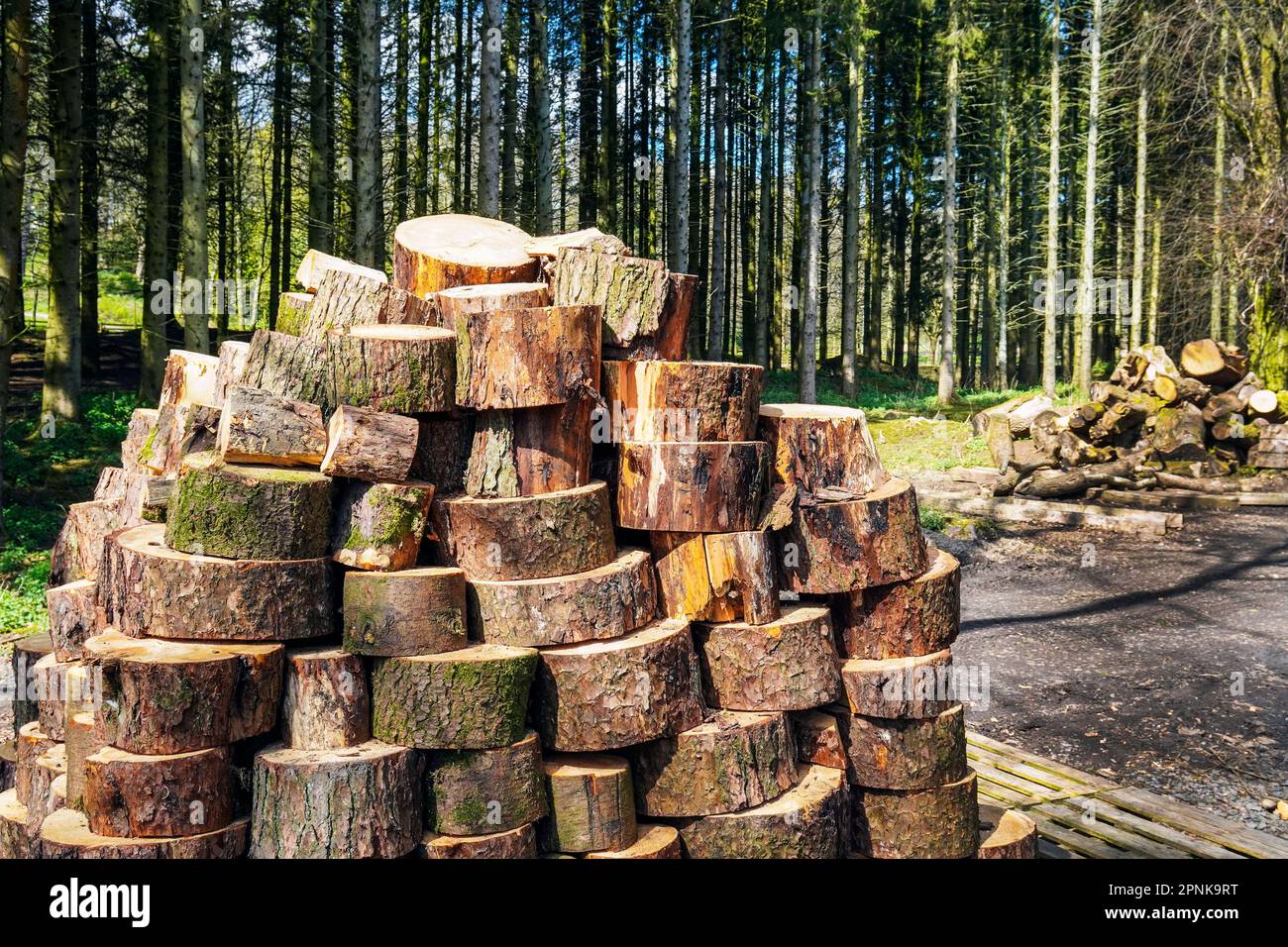 Gefällte Bäume und Holz, die in für den öffentlichen Verkauf geeignete Stämme geschnitten wurden, Kilmarnock, Schottland, Großbritannien Stockfoto