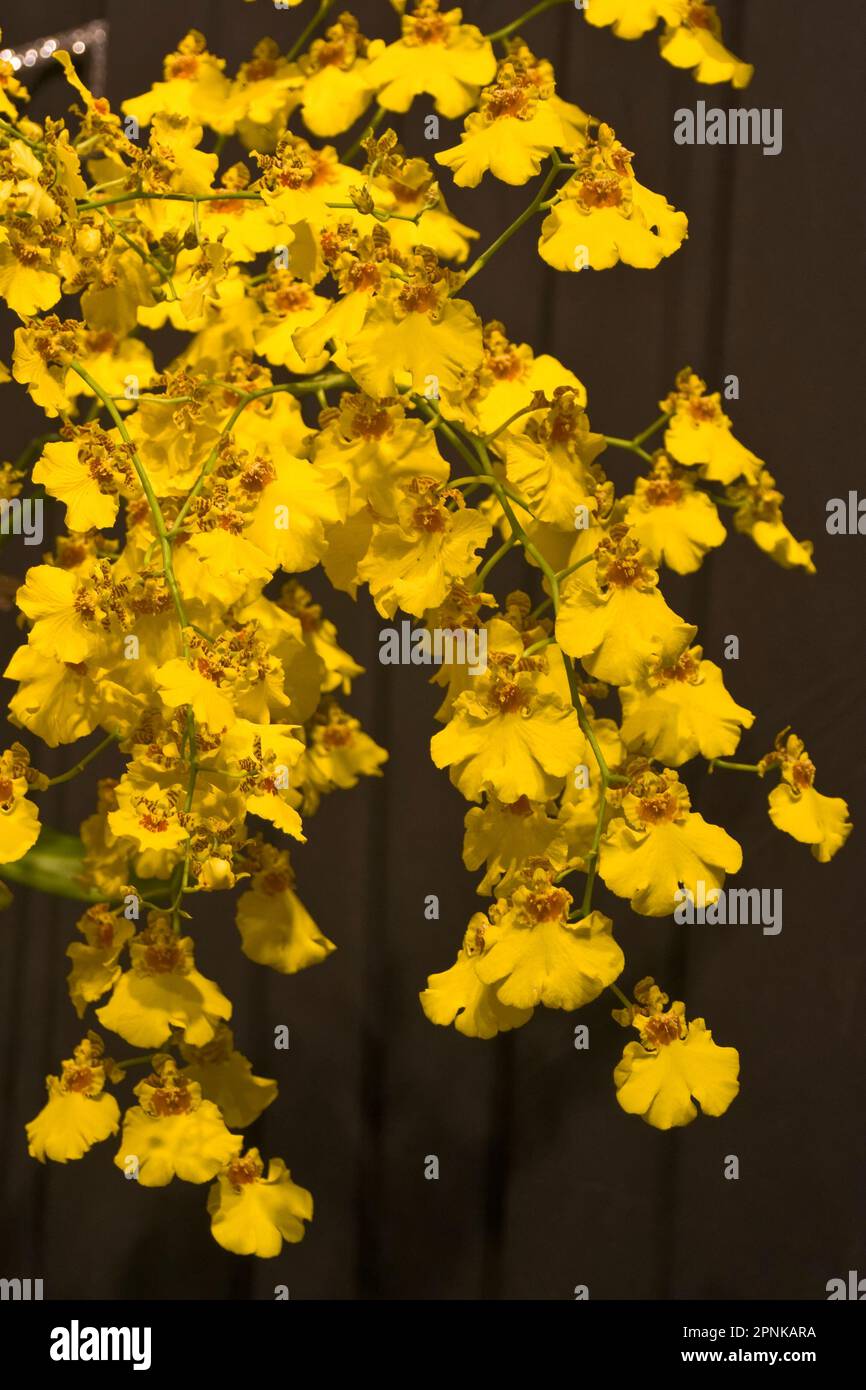 Elegante goldene Orchideen mit leuchtend gelben Blütenblättern und grünen Blättern Stockfoto