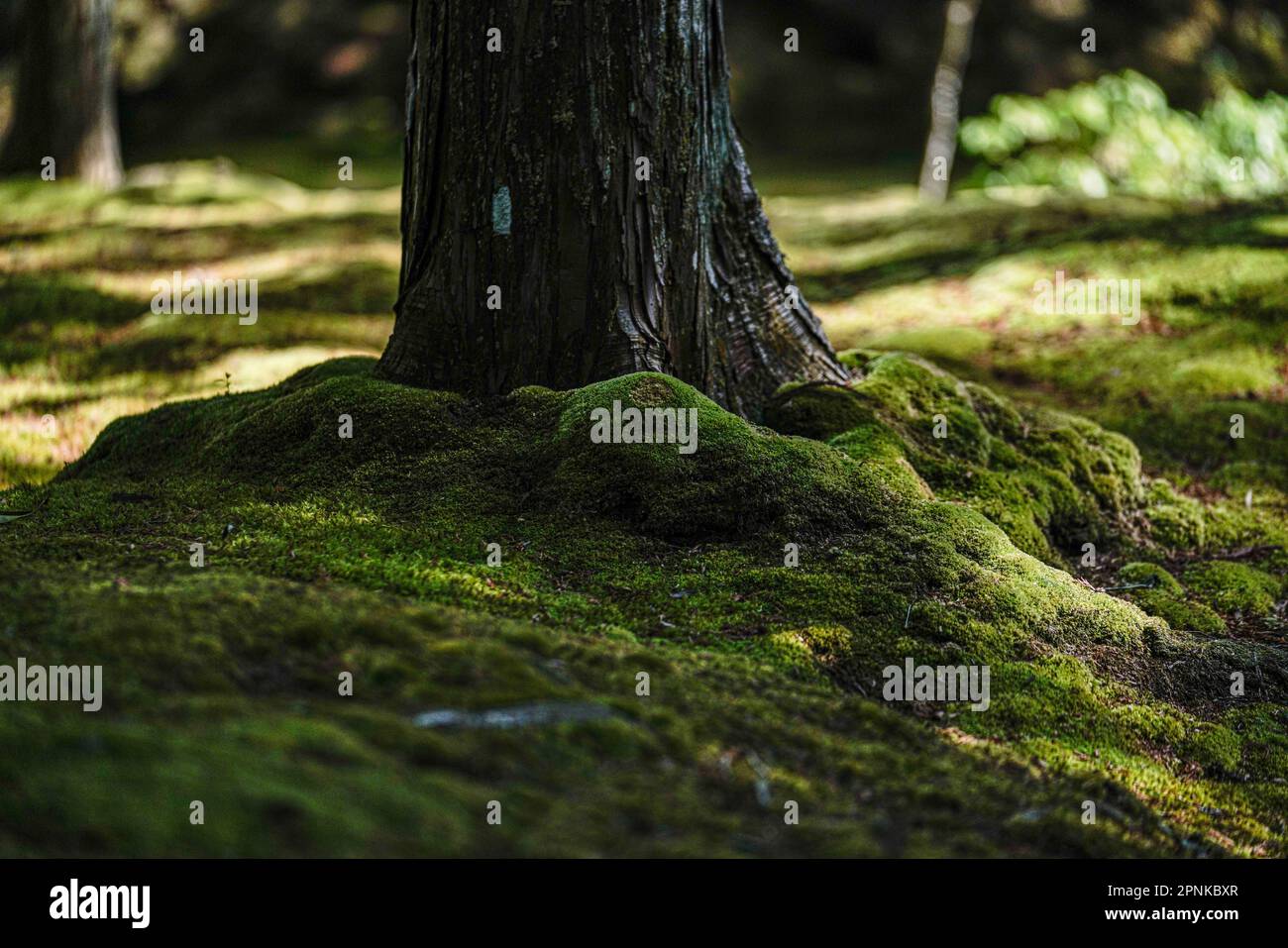 Saihoji, bekannt als Kokedera- oder Moos-Tempel, ist berühmt für seinen abgeschiedenen, ruhigen Garten mit einem Teich, Bambushain und etwa 100 Moosarten Stockfoto