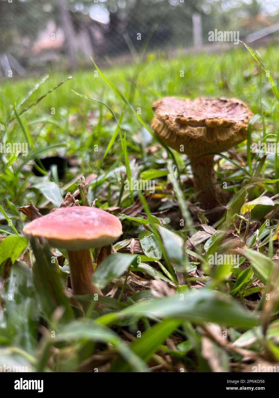 Foto eines giftigen Pilzes im Garten Stockfoto