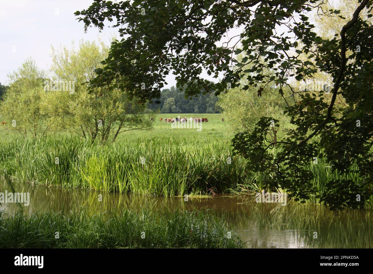 Attingham Park in der Nähe von Shrewsbury, Parkland Stockfoto