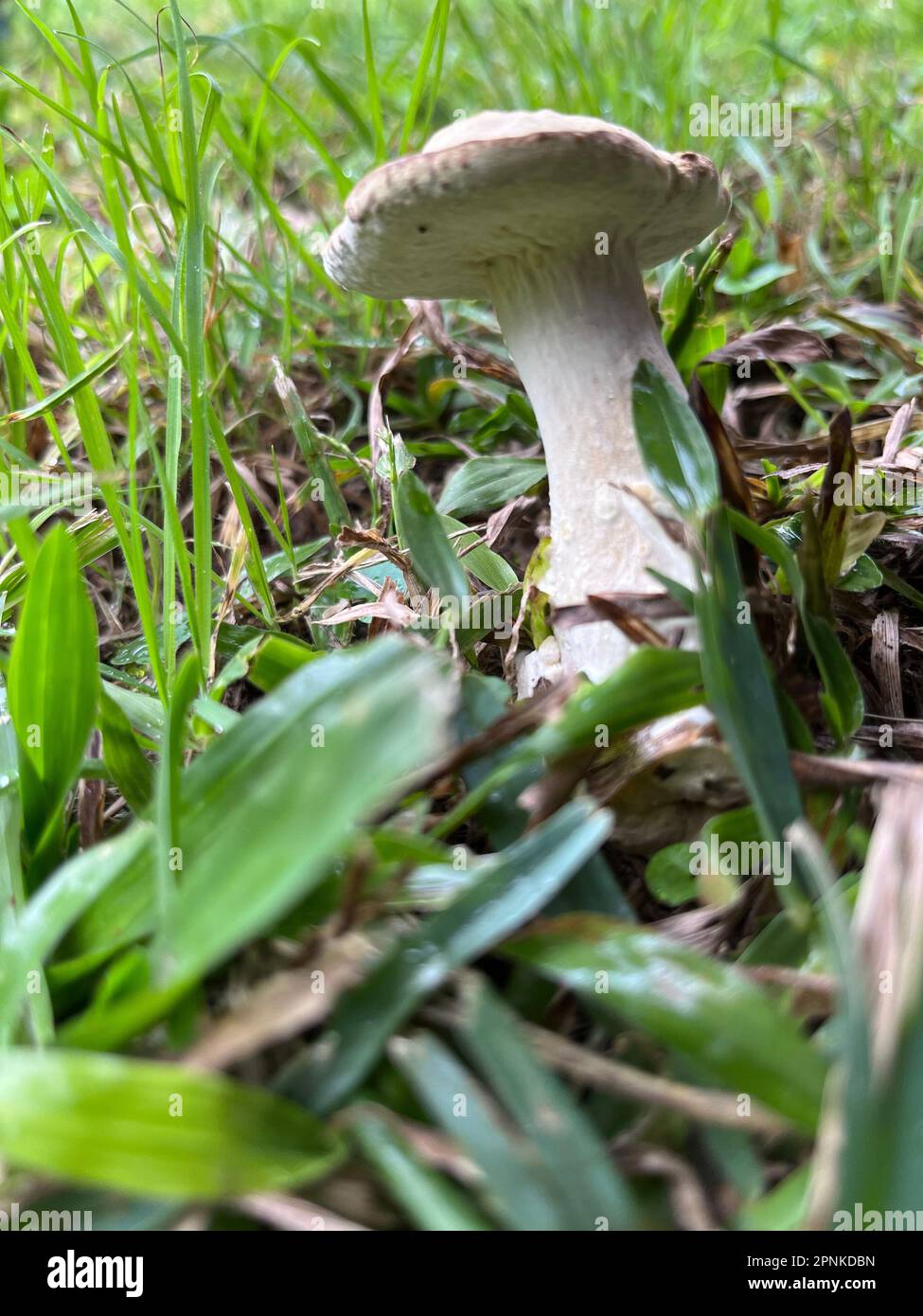 Foto eines giftigen Pilzes im Garten Stockfoto