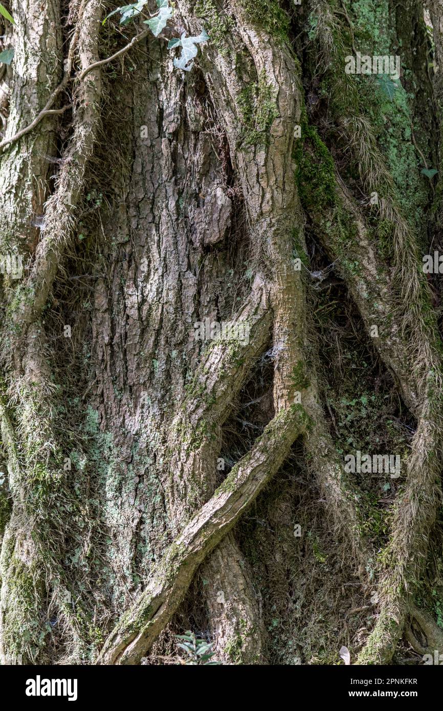drachenbaum botanischer name Dracaena reflexa var. angustifolia – Foliage Factory main image 0