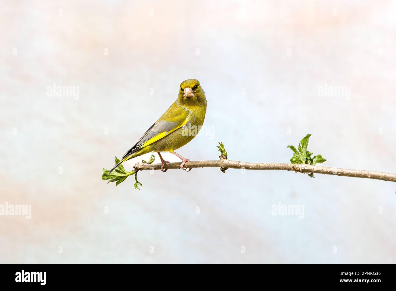 Nahaufnahme eines Greenfinchs, Chloris chloris, der in wacher Haltung auf einem Ast steht und Blickkontakt mit dem Fotografen gegen Licht blu hat Stockfoto