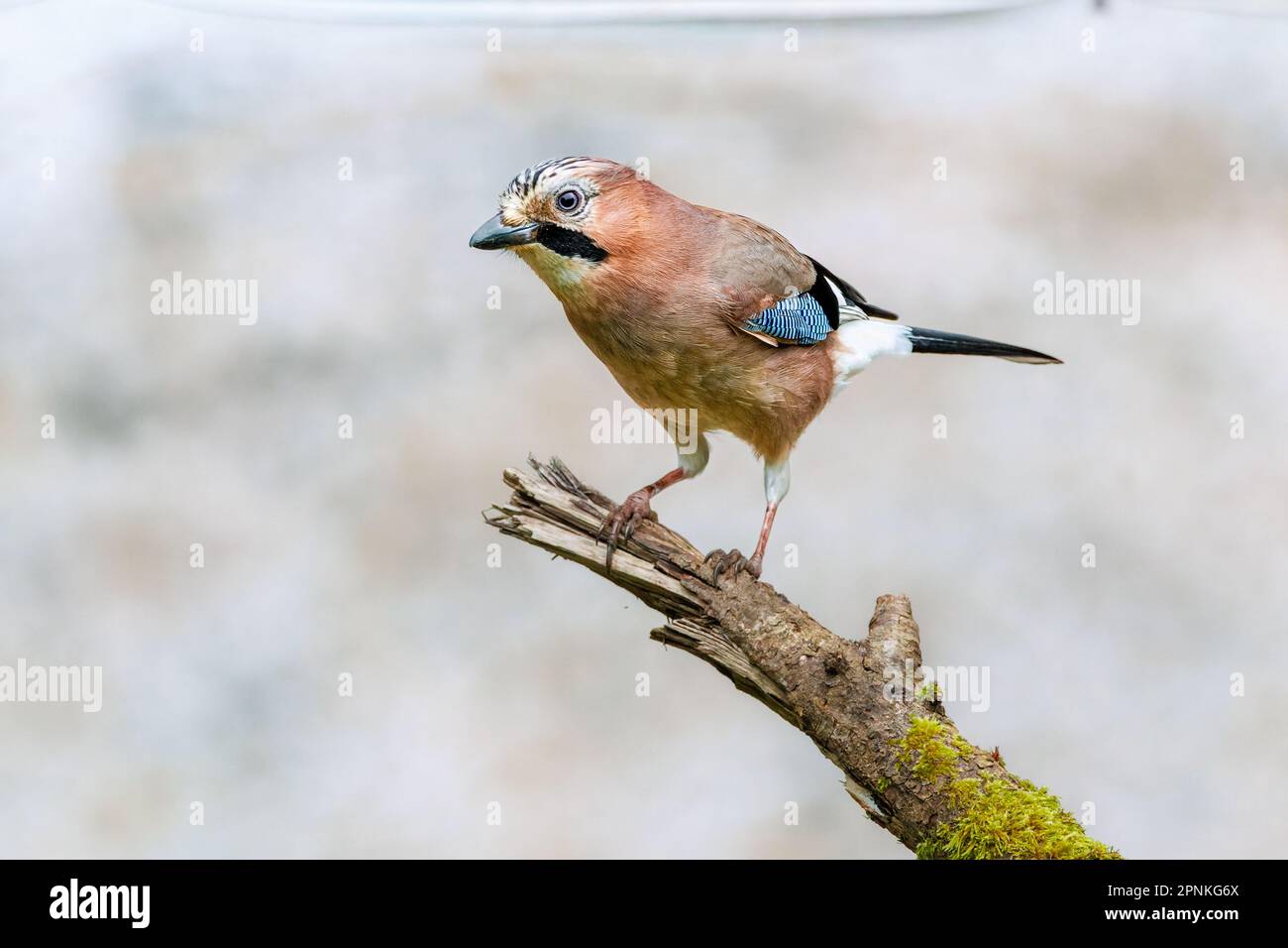 Nahaufnahme eines prächtigen bunten Gefiebers Jay, Garrulus glandarius, der auf einem modrigen Zweig vor einem leicht verschwommenen Hintergrund steht Stockfoto