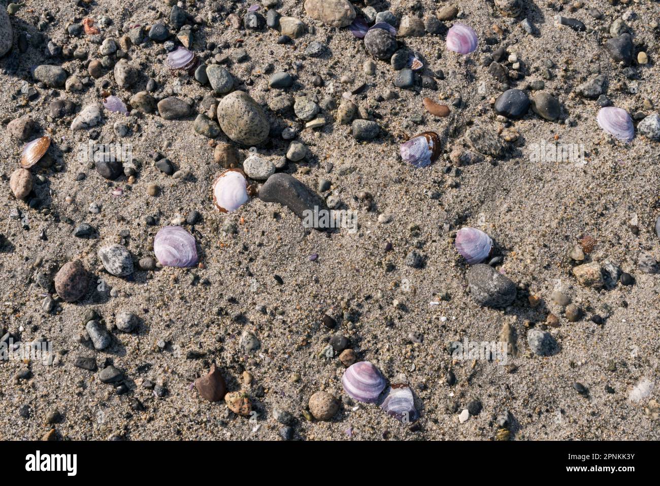 Lila Muscheln verstreut über die felsigen weißen Sandstrände von Savary Island, British Columbia, Kanada Stockfoto