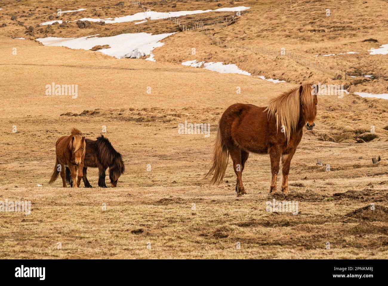 Drei isländische Pferde mit braunen Mänteln auf einer Frühlingsweide im Südwesten Islands Stockfoto