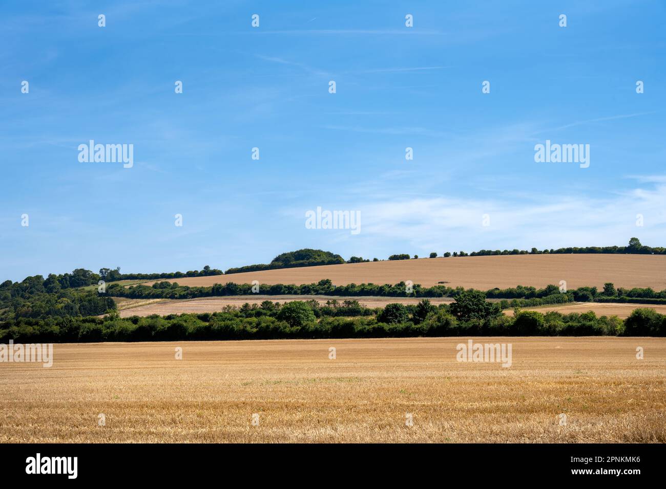 Blick auf die Getreidefelder in Wiltshire an einem Sommernachmittag in England Stockfoto
