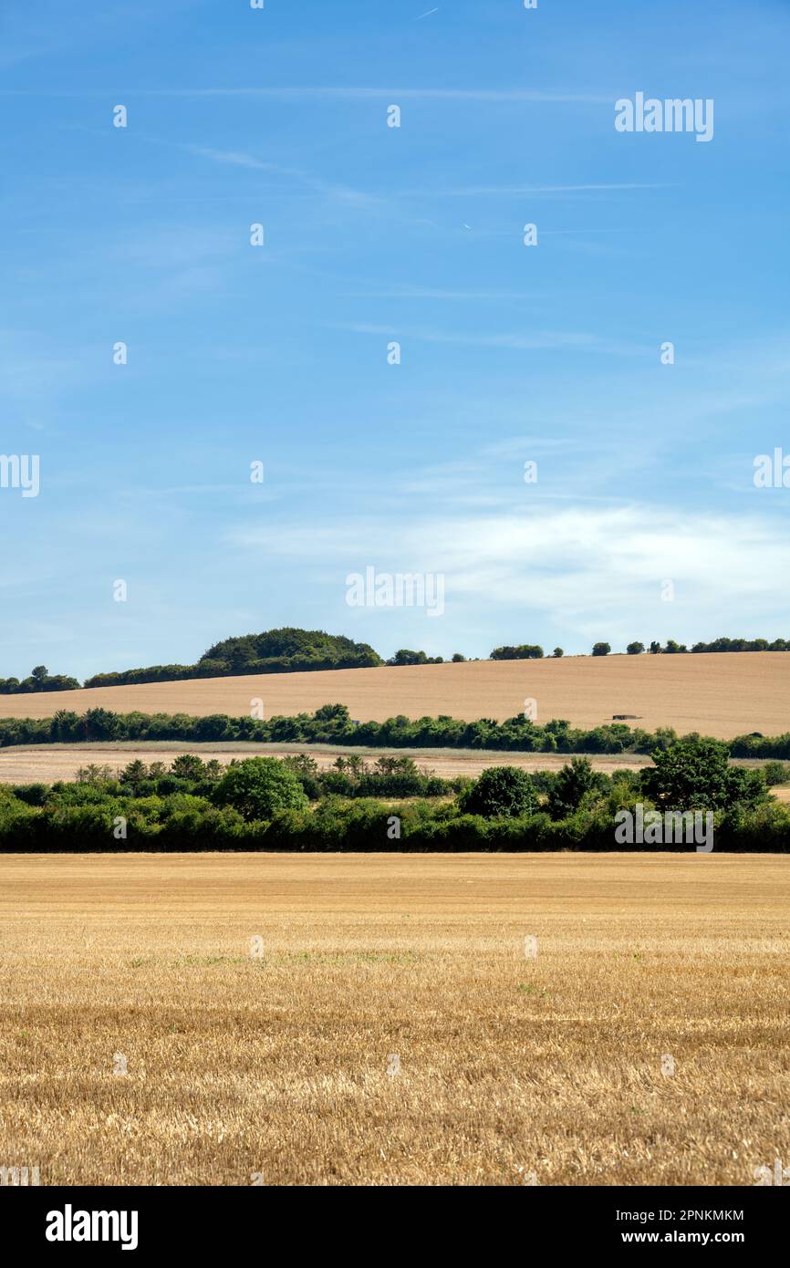 Blick auf die Getreidefelder in Wiltshire an einem Sommernachmittag in England Stockfoto
