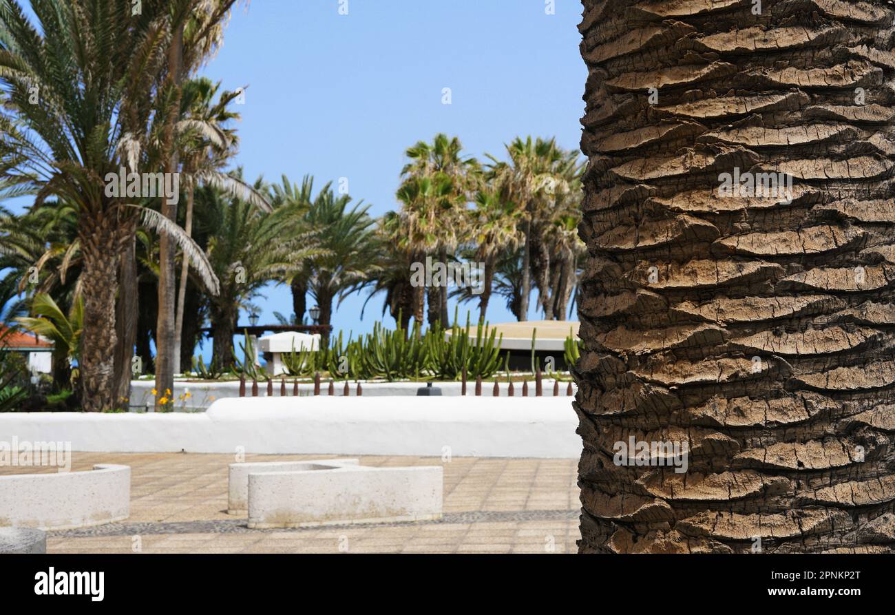 Palm Tree Trunk Textur Nahaufnahme Foto Stockfoto