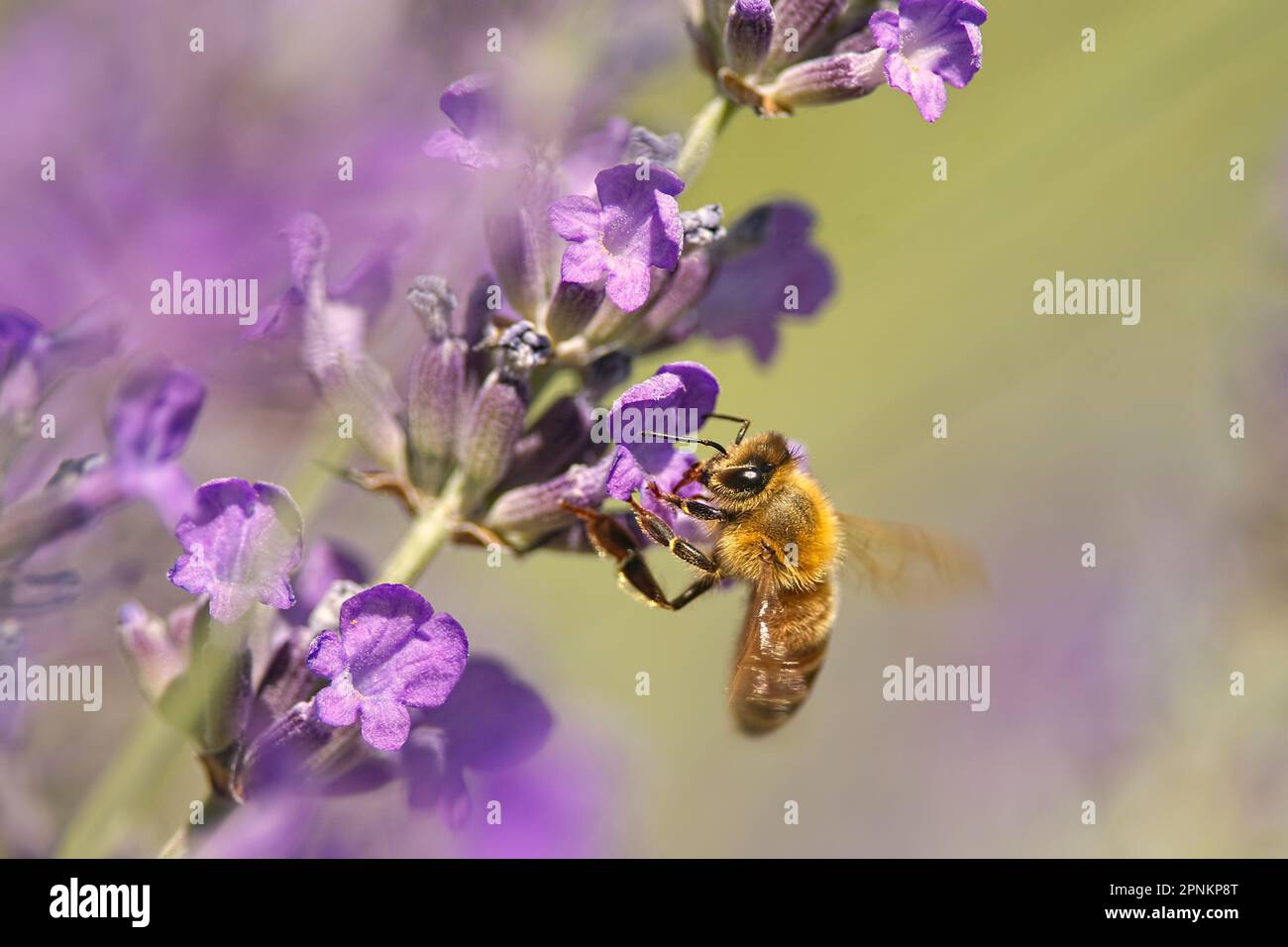 Eine westliche Honigbiene (APIs mellifera), die eine Lavendelblume (Lavandula) bestäubt, B.C., Kanada. Stockfoto