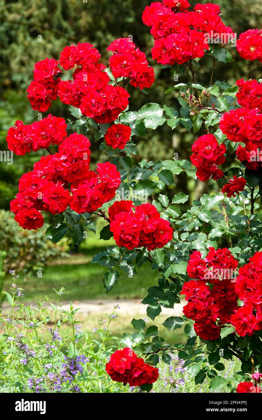 Roter Rosengarten Rosen Stockfoto