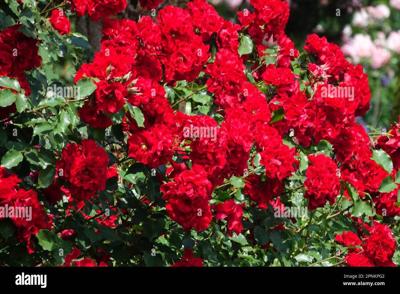 Rot, Rosenbusch, Gartenrosen Kordes Stockfoto