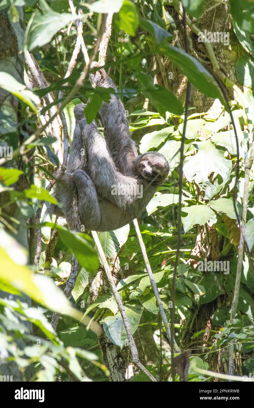 Dreizehenfaultier im Nationalpark Manuel Antonio, Costa Rica Stockfoto