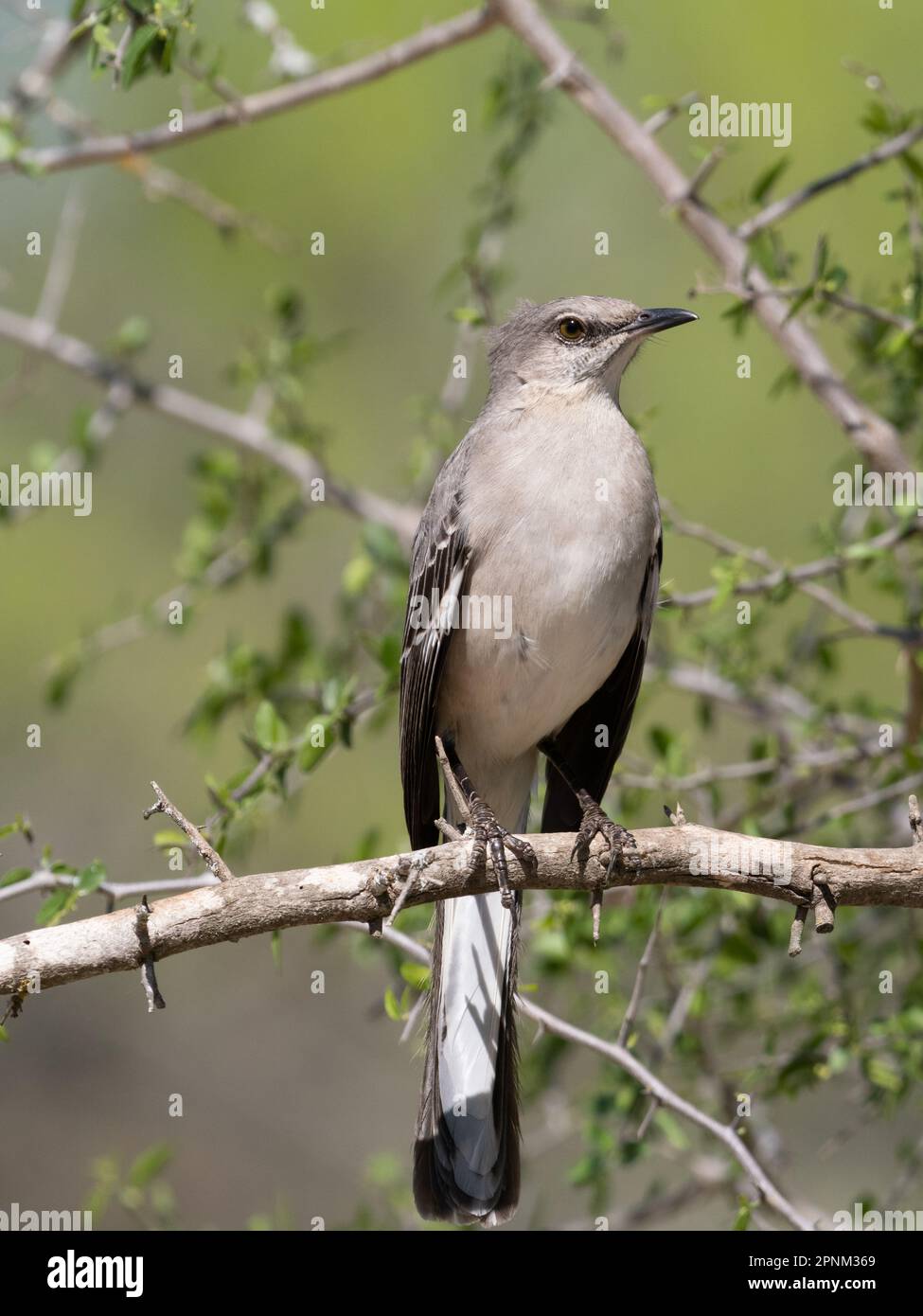 Erwachsener Spottvogel aus dem Norden mit windgewehnten Federn, hoch oben auf einem Ast und im Profil fotografiert. Stockfoto