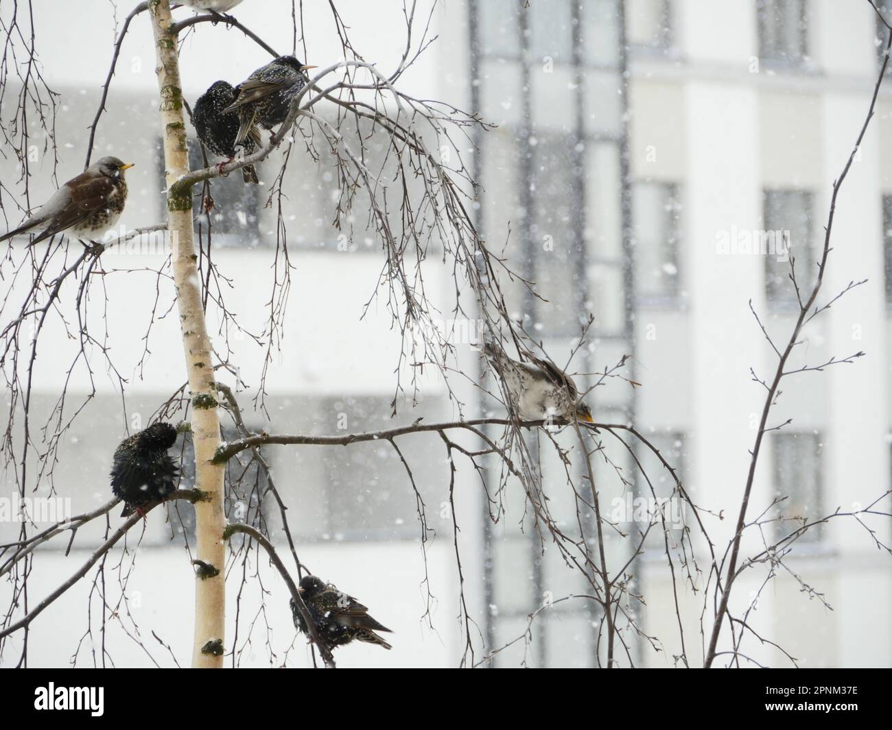 Schar von Drosseln, Zugvögel hoch oben auf den Zweigen eines Baumwintersturms Stockfoto