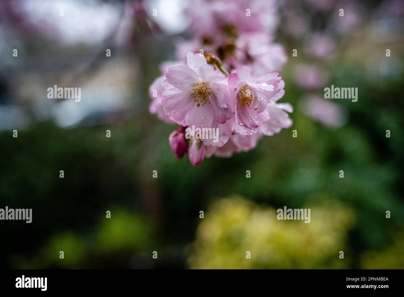Nahaufnahme von Kirschblüte, Frühling, Sussex England Stockfoto